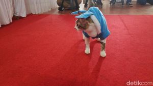 Bikin Gemes, Si Meong Fashion Show Mirip Bobby The Cat Milik Prabowo