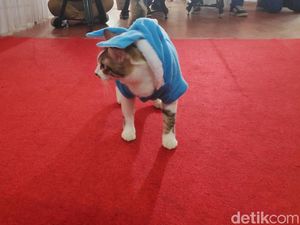 Bikin Gemes, Si Meong Fashion Show Mirip Bobby The Cat Milik Prabowo