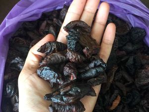 Mengenal Asam Kandis: Kandungan hingga Perbedaannya dengan Asam Jawa Mengenal Asam Kandis: Kandungan hingga Perbedaannya dengan Asam Jawa