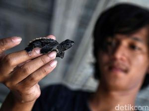 Melihat Penangkaran Penyu di Pulau Harapan