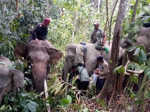 Atasi Konflik, Gajah Nadya dan Meutya Dipasangi GPS Atasi Konflik, Gajah Nadya dan Meutya Dipasangi GPS