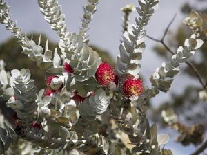 Alasan Mengapa Australia Disebut Benua Hijau, Gegara Akasia dan Eucalyptus? Alasan Mengapa Australia Disebut Benua Hijau, Gegara Akasia dan Eucalyptus?