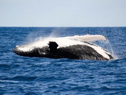 Paus Bungkuk Terbang Tabrak Kapal Wisata