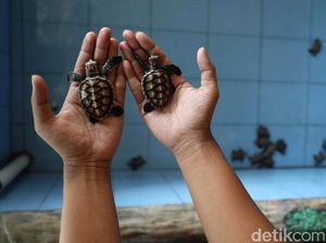 Salam Lestari! 47 Ekor Tukik Penyu Dilepas di Pantai Wakatobi