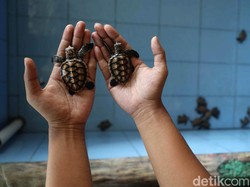 Salam Lestari! 47 Ekor Tukik Penyu Dilepas di Pantai Wakatobi