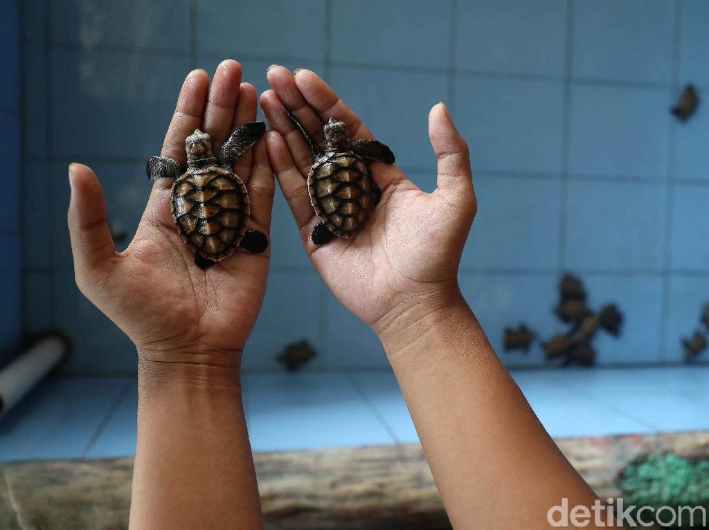 Salam Lestari! 47 Ekor Tukik Penyu Dilepas di Pantai Wakatobi Salam Lestari! 47 Ekor Tukik Penyu Dilepas di Pantai Wakatobi