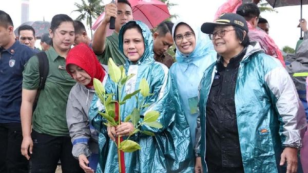 Ibu Negara Tanam Mangrove di Labuan Banten
