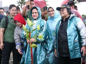 Ibu Negara Tanam Mangrove di Labuan Banten