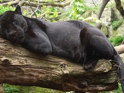 Jaguar Serang Perempuan yang Selfie di Dekat Kandangnya
