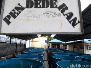 Mengintip Proses Pelestarian Bibit Benih Ikan di Pulau Tidung
