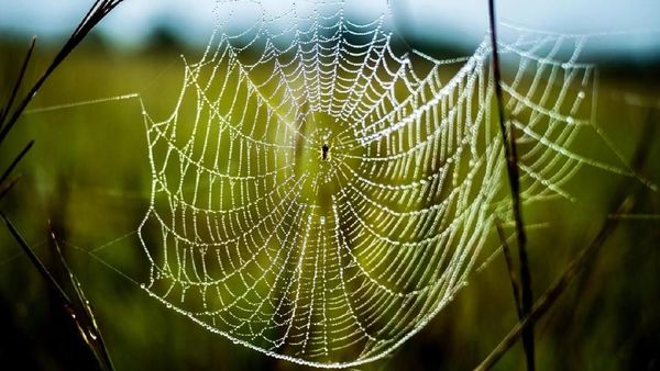 Foto: Keajaiban Bukit Jaring Laba-laba di Tambrauw
