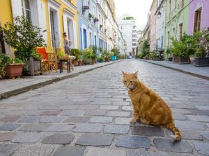 Terlalu Ramai karena Dipakai Foto-foto, Jalanan di Paris Ini Terancam Ditutup