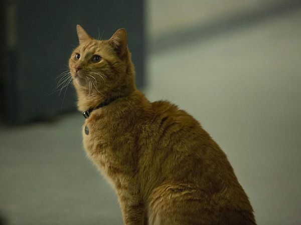 Aksi Goose yang Curi Perhatian di Captain Marvel