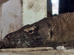 Begini Kondisi TN Komodo di Akhir Tahun Lalu