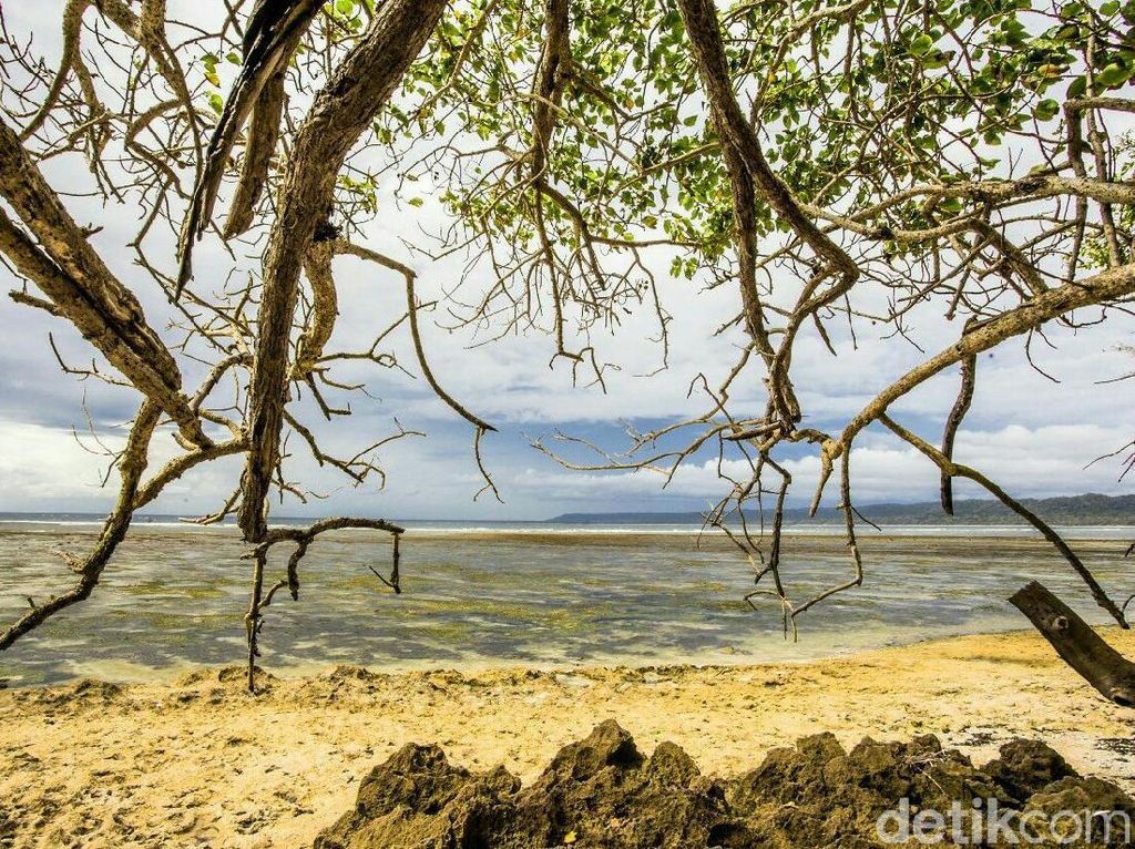 Infrastruktur Diperbaiki, Wisatawan ke TN Alas Purwo Melonjak Infrastruktur Diperbaiki, Wisatawan ke TN Alas Purwo Melonjak