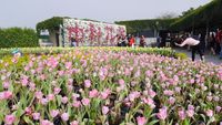 Foto: Biar Senang, Ajak Mama ke Kebun Tulip Ini