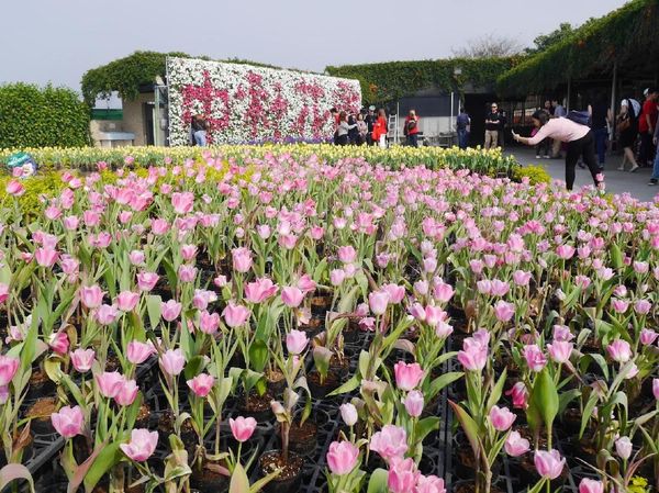 Foto: Biar Senang, Ajak Mama ke Kebun Tulip Ini