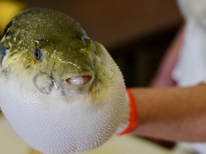 Sering Dikonsumsi di Jepang dan China, Ini Bagian Ikan Fugu yang Beracun Sering Dikonsumsi di Jepang dan China, Ini Bagian Ikan Fugu yang Beracun