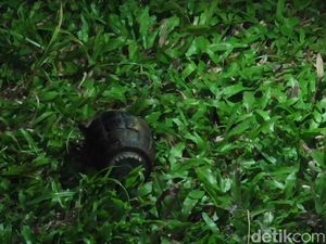 Temukan Granat Nanas, Sahrul Serahkan ke Kantor Polisi Pakai Plastik