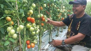 Pasca Gempa, Petani di Palu Bangun Desa Hortikultura