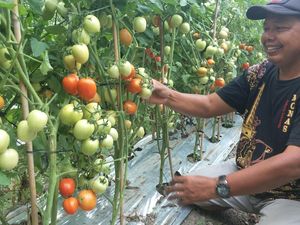 Pasca Gempa, Petani di Palu Bangun Desa Hortikultura