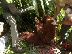 7 dari 74 Peluru yang Bersarang di Tubuh Orang Utan Hope Diangkat