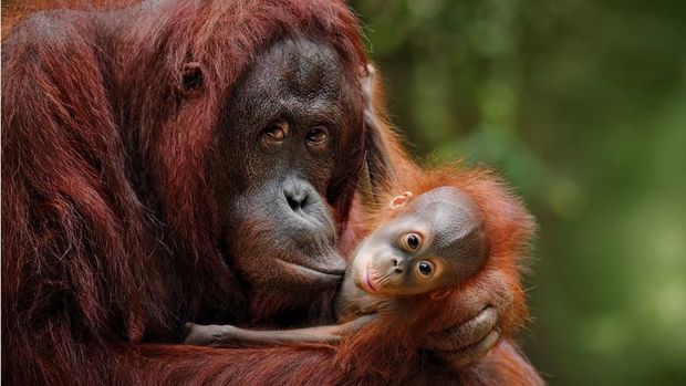 Ibu orang utan dan anaknya