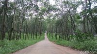 Foto: Hutan Karet Romantis di Semarang, Untuk Libur Akhir Pekan