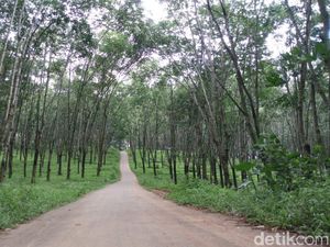 Butuh 6 Bulan Sertifikasi 980 Ribu Ha Lahan Hutan Buat Masyarakat Butuh 6 Bulan Sertifikasi 980 Ribu Ha Lahan Hutan Buat Masyarakat