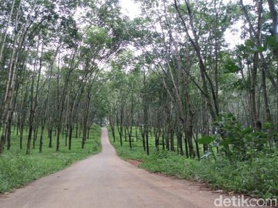Foto: Hutan Karet Romantis di Semarang, Untuk Libur Akhir Pekan