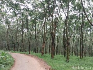 Lahan Sudah Legal, Petani dan Polisi Hutan Tak Lagi Kucing-kucingan Lahan Sudah Legal, Petani dan Polisi Hutan Tak Lagi Kucing-kucingan