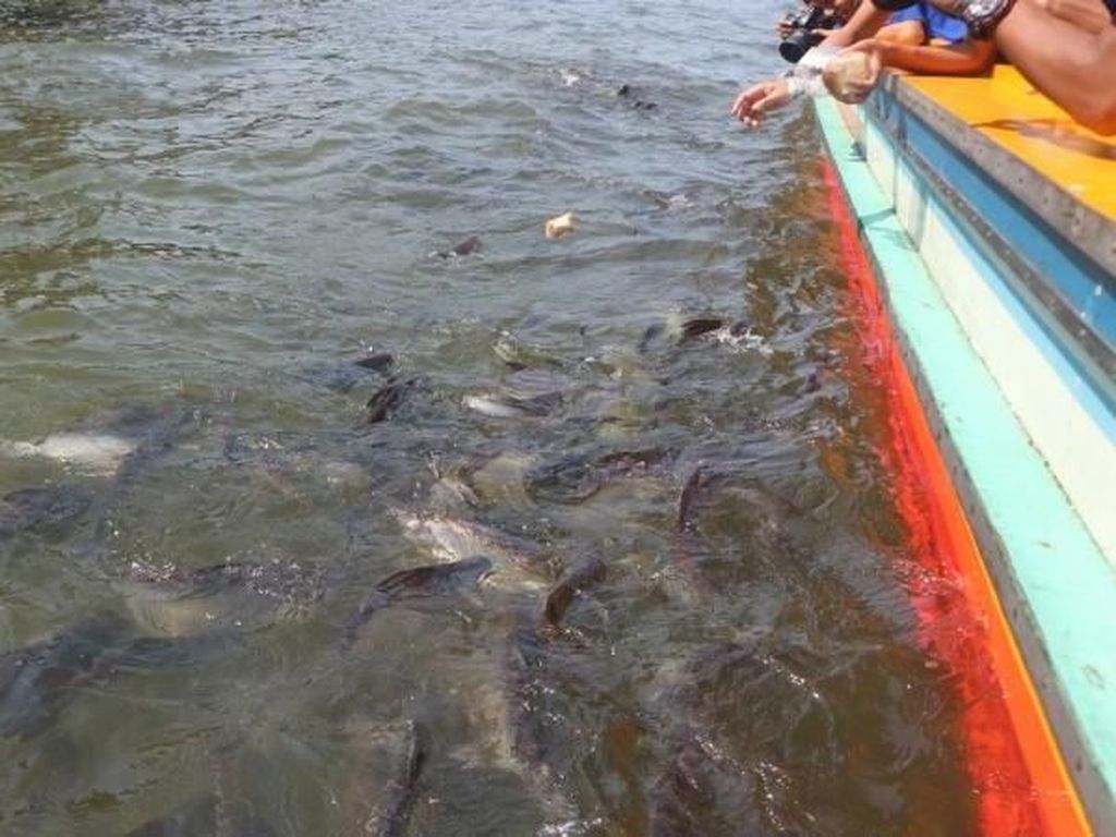 Banyak Ikan Patin di Sungai Chao Phraya, Bangkok Banyak Ikan Patin di Sungai Chao Phraya, Bangkok