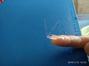 TNI AL Amankan Baby Lobster Selundupan Senilai Rp 46 M di Batam