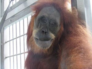 Pelaku Penembak Orang Utan Hope Diberi Sanksi Sosial Azan Sebulan Pelaku Penembak Orang Utan Hope Diberi Sanksi Sosial Azan Sebulan