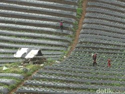 Marak Alih Fungsi Lahan, Subang Terancam Bencana