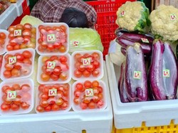 Lewat Desa Tani Expo, Kementan Ingin Petani Milenial Mandiri