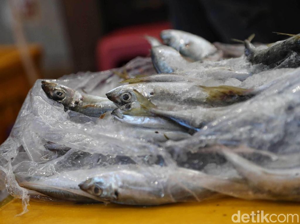 Korea Ngebet Beli Ikan Layur dan Cumi RI Korea Ngebet Beli Ikan Layur dan Cumi RI