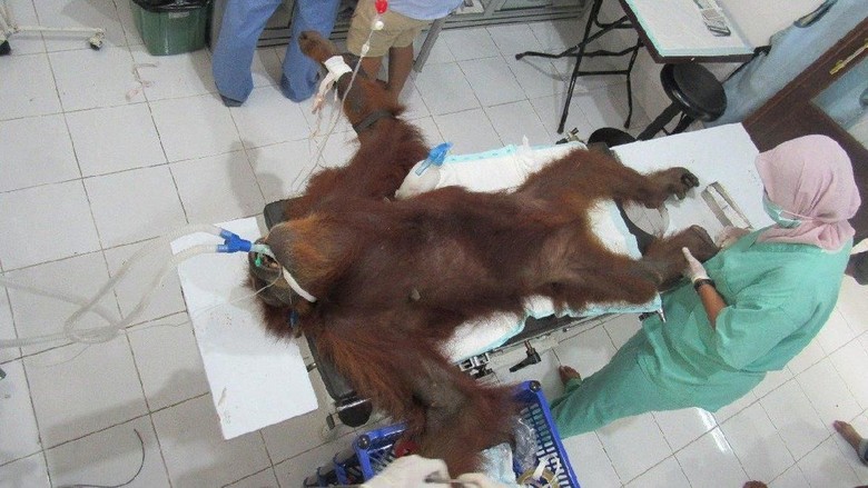 Foto: 74 peluru bersarang di tubuh orang utan yang terluka di Aceh. (Akun Twitter @Sutopo_PN)