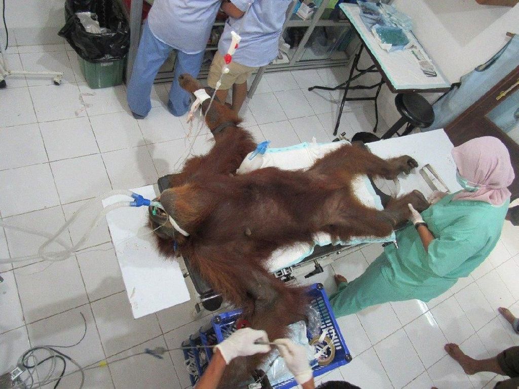 Operasi Pengangkatan 67 Peluru di Tubuh Orang Utan Hope Ditunda Operasi Pengangkatan 67 Peluru di Tubuh Orang Utan Hope Ditunda