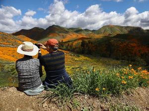 Potret Langka Bunga Warna-Warni Mekar di Gurun California