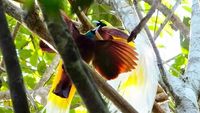 Foto Langka Tarian Cendrawasih di Hutan Tambrauw