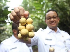 Anies Mau Pakai Duit Hasil Jual Saham Bir Buat Sekolah dan Air Bersih Anies Mau Pakai Duit Hasil Jual Saham Bir Buat Sekolah dan Air Bersih