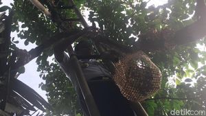Foto: Naik Tangga, Anies Panen Duku di Condet