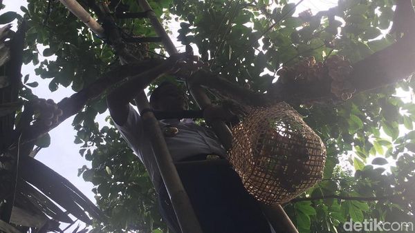 Foto: Naik Tangga, Anies Panen Duku di Condet