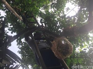 Foto: Naik Tangga, Anies Panen Duku di Condet