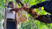 Begini Gaya Anies Panen Duku di Condet