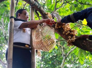 Begini Gaya Anies Panen Duku di Condet
