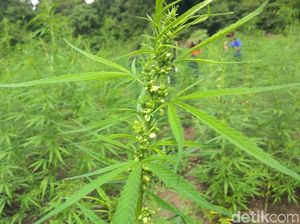 PKS dan Ganja sebagai Komoditas Ekspor