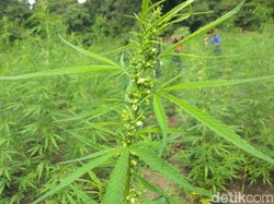 PKS dan Ganja sebagai Komoditas Ekspor