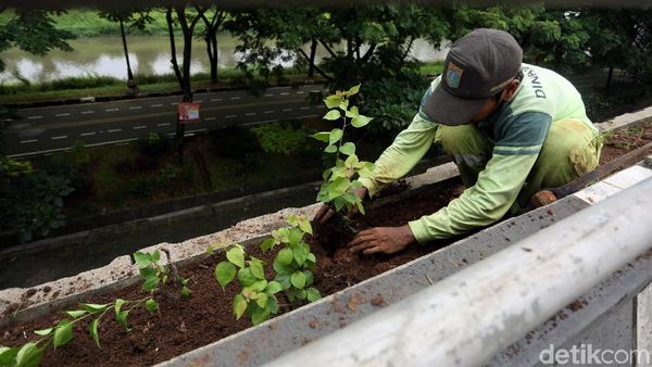 Tanaman Hijau Percantik Flyover Duren Sawit